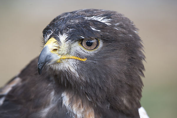 Jackal Buzzard Close