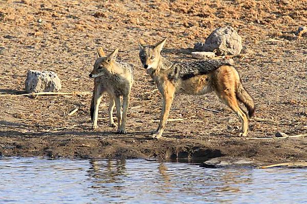 Jackal pair