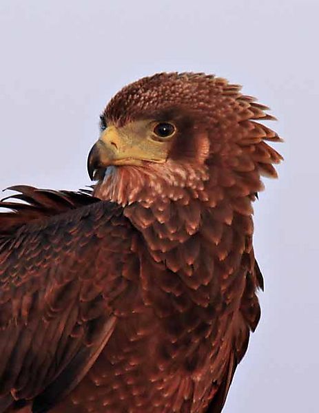 Juvinile Bateleur