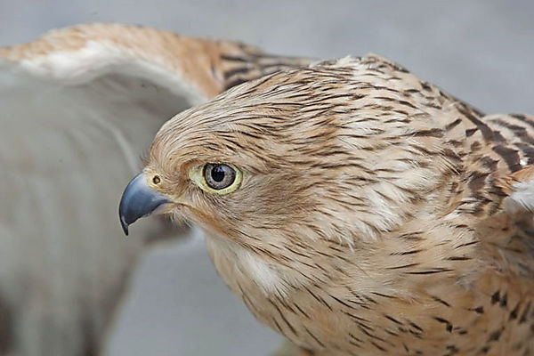 Kestrel
