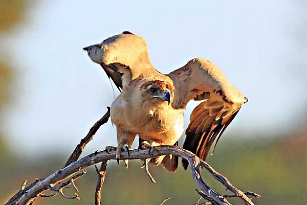 Kgalagadi Park Tawney 2