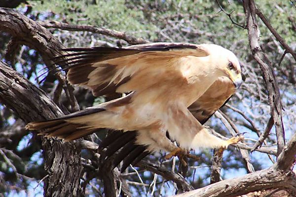 Kgalagadi Trans Frontier Park