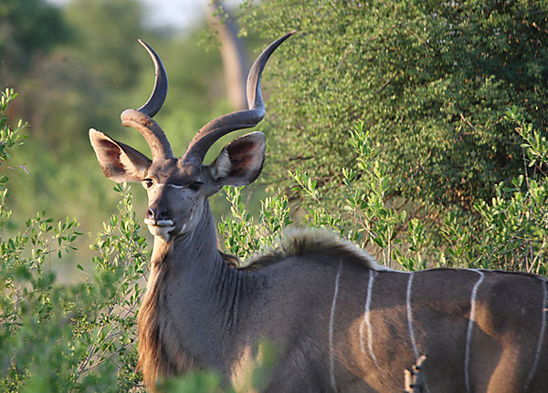 Kudu Bull