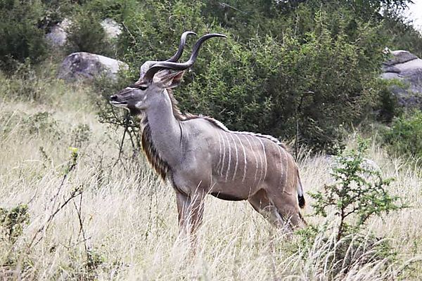 Kudu bull