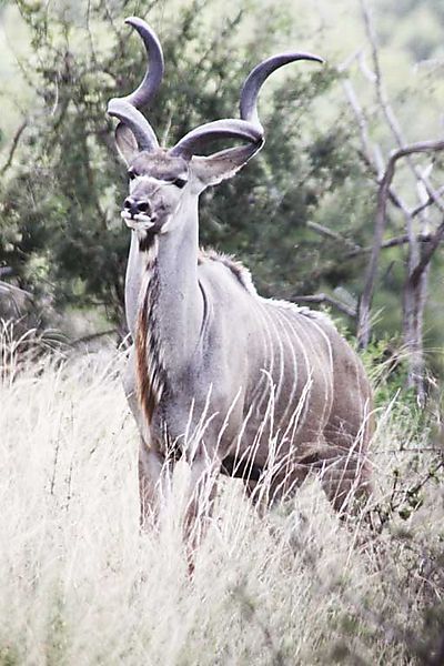 Kudu Bull 2