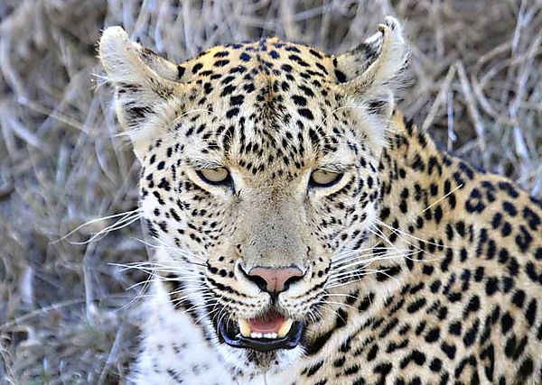 Large Male Leopard