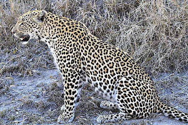 Large male leopard