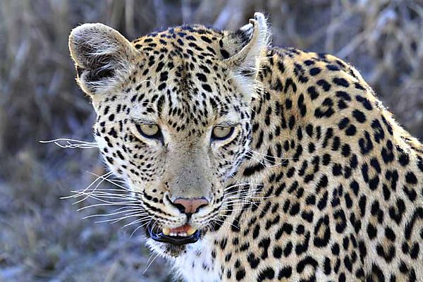 Large Male Leopard