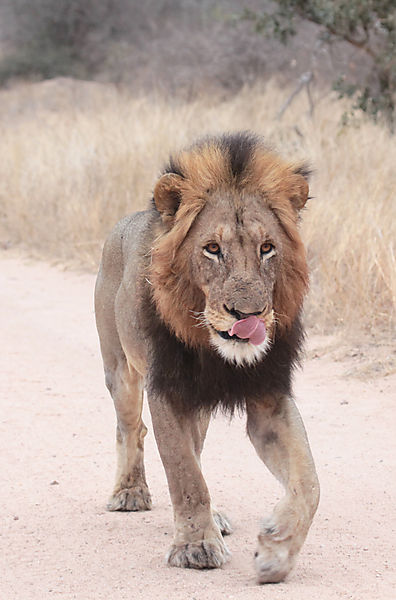 Large male on road