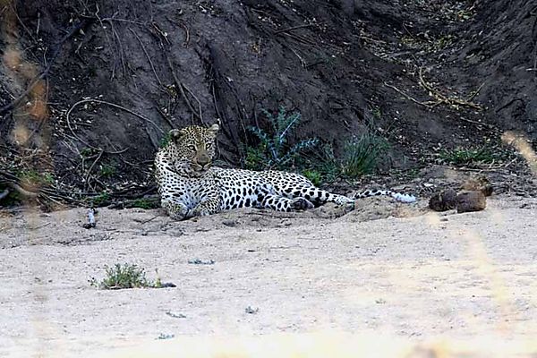 Leoard in river bed taking nap hears baboon