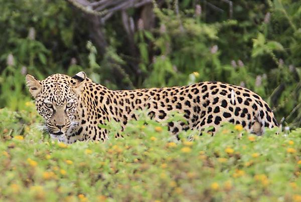 Leoopard Etosha 4