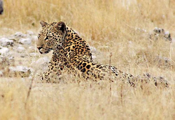 Leopard 6