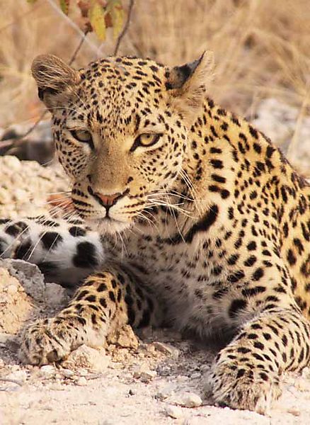leopard 11