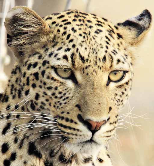 Leopard