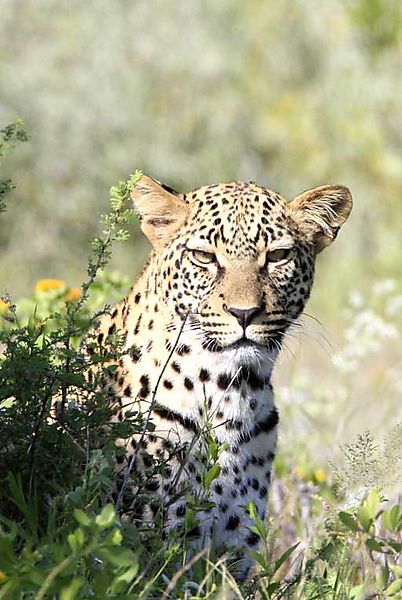 Leopard