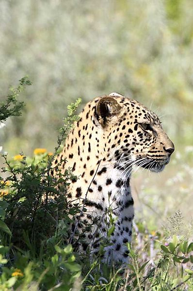 Leopard