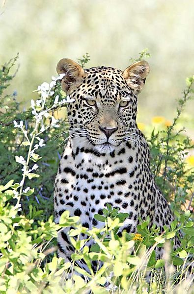 Leopard 9