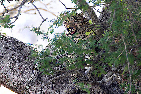 Leopard