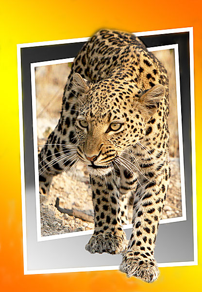 Leopard
