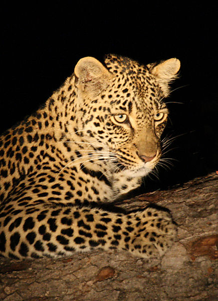 Leopard After Dark