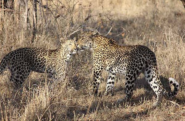 Leopard And Cub