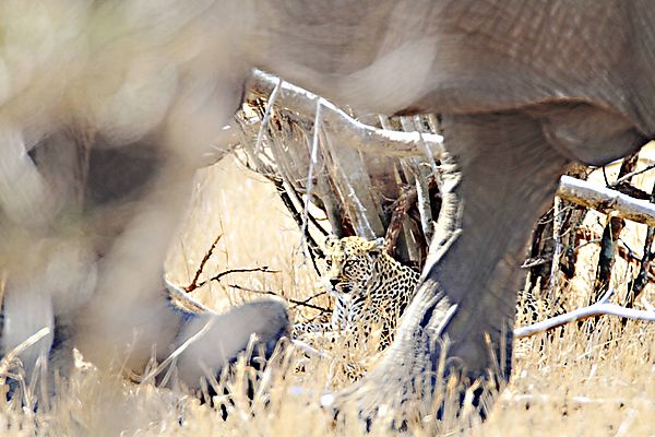 Leopard And Elephant