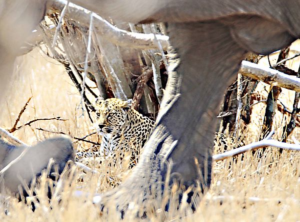 Leopard And Elephant