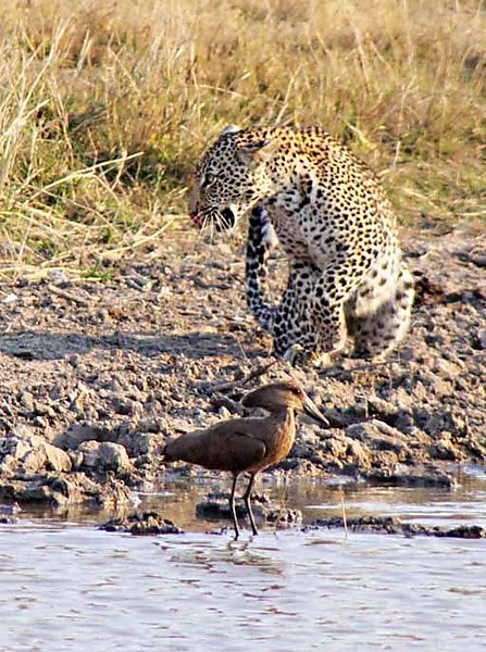 Leopard and Hammerkop