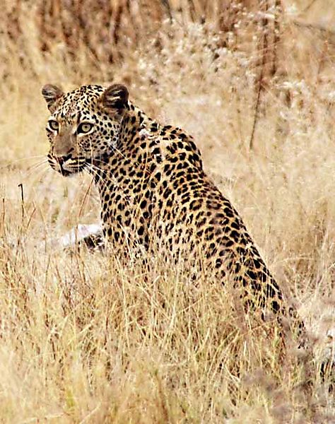 Leopard At Goas 1