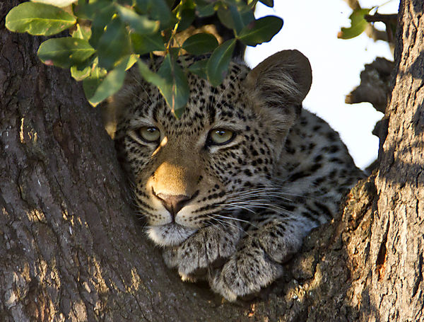 Leopard At Rest