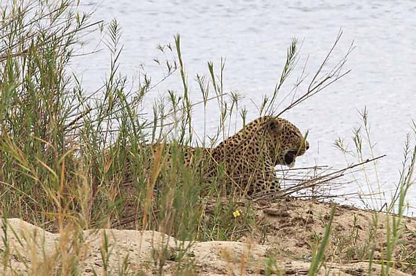 Leopard by the river