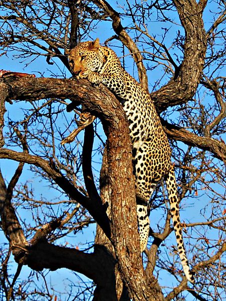 Leopard climbing tree