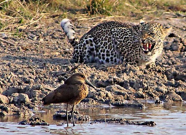 Leopard - Doesn't look happy