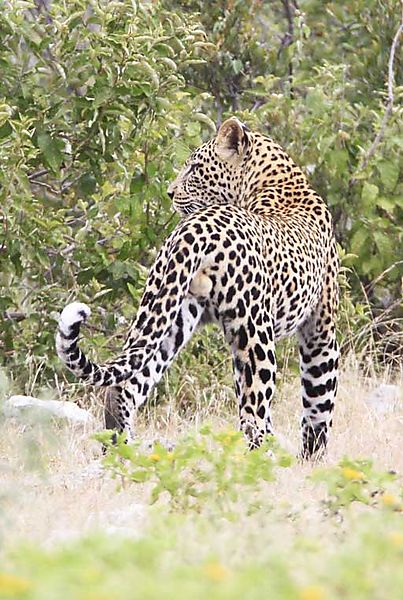 Leopard Etosha 6