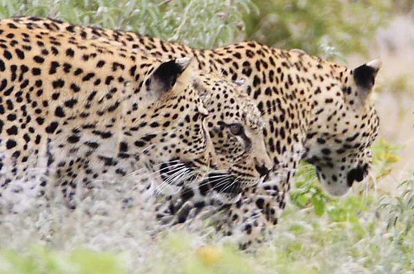 Leopard Etosha 3 at once