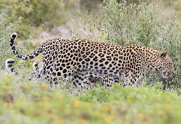 Leopard Etosha 3 at once 2