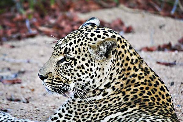 Leopard In Dry River Bed