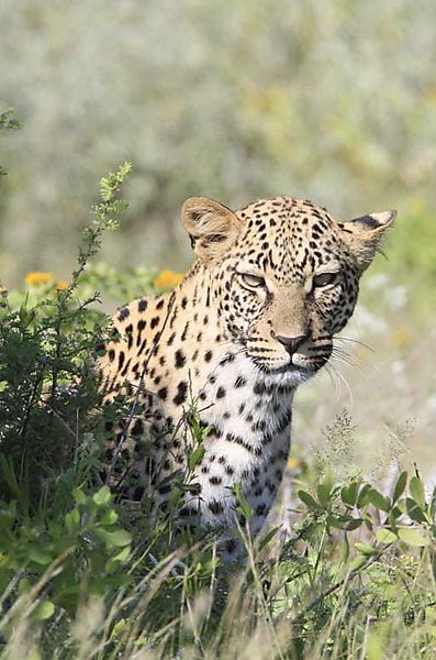 Leopard in flowers