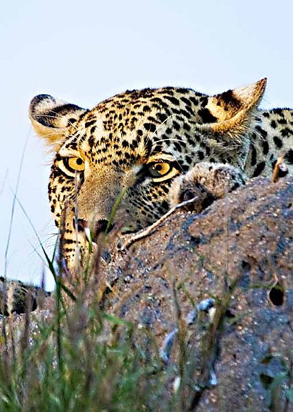 Leopard In Hiding