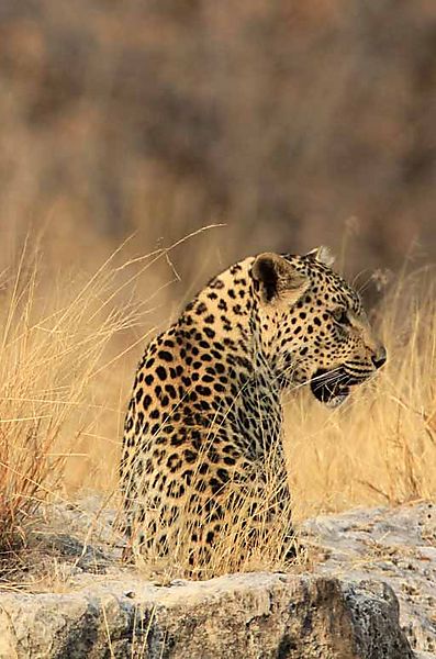 Leopard in that golden light
