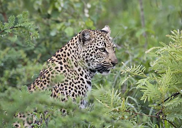 Leopard In The Bush