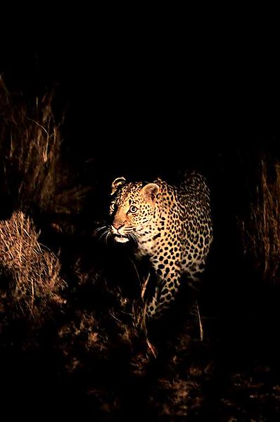 Leopard in the dark 1