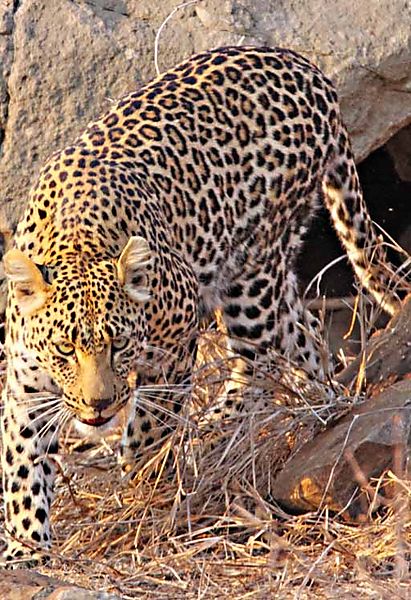 Leopard In The Rocks