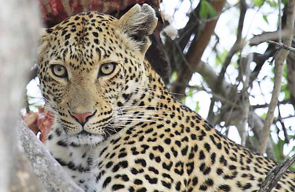 Leopard in tree