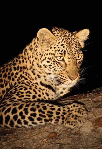 Leopard in Tree