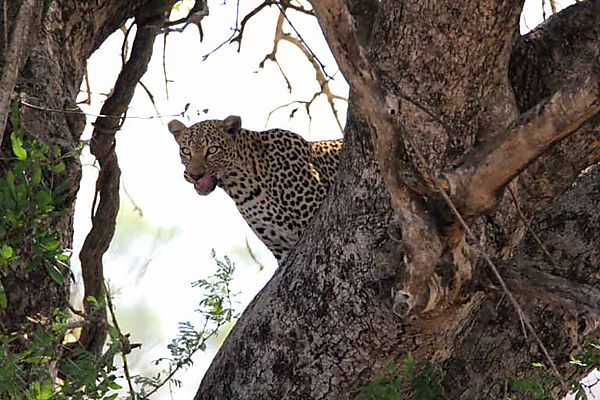 Leopard in tree 1