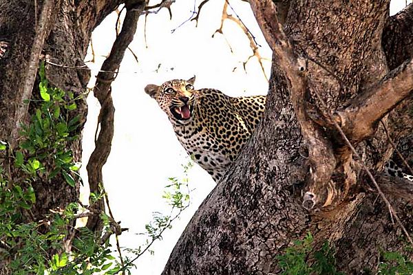 Leopard in tree 2