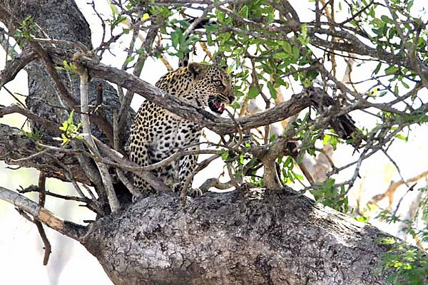 Leopard in tree 3