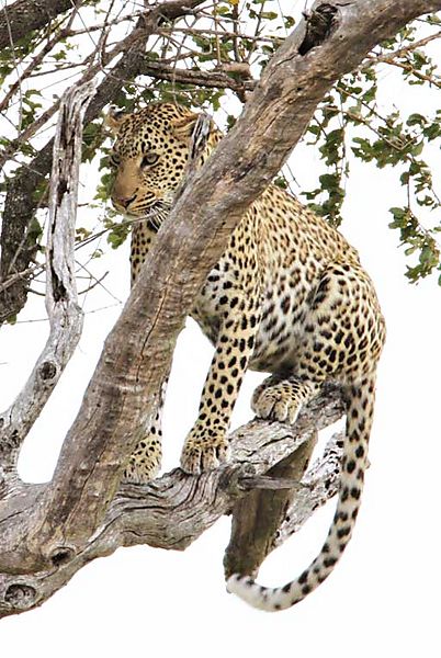 Leopard in Tree Kruger 2