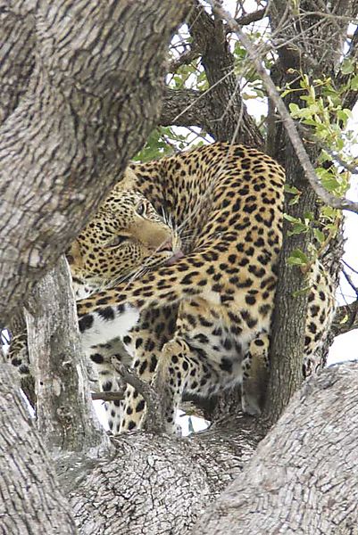 Leopard in tree Kruger 3